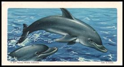 48 Bottle Nosed Dolphin Or Porpoise